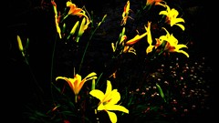 Macro Flowers nature yellow flowers