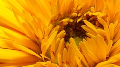 Macro Flowers nature yellow flowers