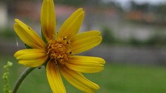 Macro Flowers nature yellow flowers