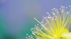 Macro Flowers nature yellow flowers