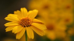 Macro Flowers nature yellow flowers blurred background