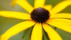 Macro Flowers nature yellow flowers coneflowers