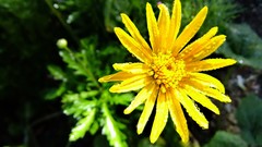 Macro Flowers nature yellow Plants close-up water drops