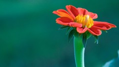 Macro Flowers nature yellow red
