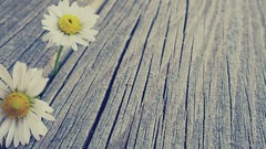 Macro Flowers nature yellow white Wood planks photo shoot 