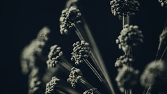 Macro Flowers night dark monochrome