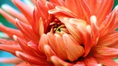 Macro Flowers orange