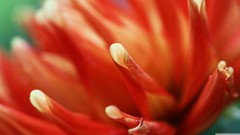 Macro Flowers orange