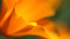 Macro Flowers orange blurred ubuntu