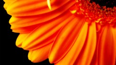 Macro Flowers orange flowers