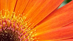 Macro Flowers orange flowers