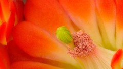 Macro Flowers orange flowers cactus flowers