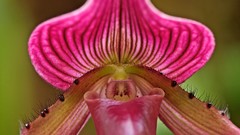 Macro Flowers Orchids