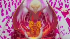 Macro Flowers Orchids