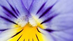 Macro Flowers pansies