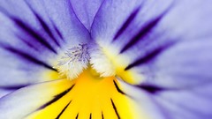 Macro Flowers pansies