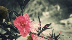 Macro Flowers Photo manipulation