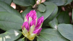 Macro Flowers pink close-up