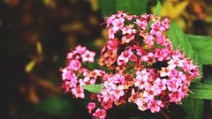 Macro Flowers pink flowers