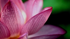 Macro Flowers pink flowers