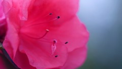 Macro Flowers pink flowers