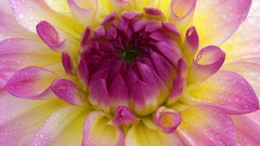 Macro Flowers pink flowers dahlias
