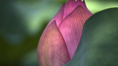 Macro Flowers pink flowers lotus flower