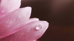 Macro Flowers pink flowers water drops