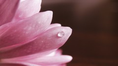 Macro Flowers pink flowers water drops