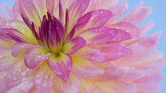 Macro Flowers pink purple water drops