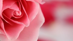 Macro Flowers pink roses flower petals
