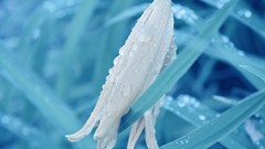 Macro Flowers Plants