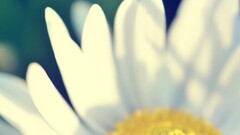 macro Flowers Plants