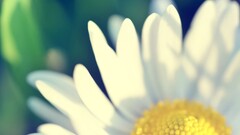 macro Flowers Plants