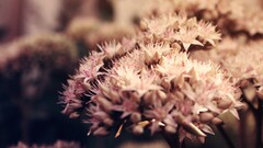 macro Flowers Plants