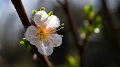 Macro Flowers Plants