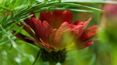 Macro Flowers Plants