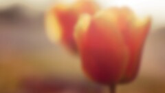 macro Flowers Plants bokeh tulips