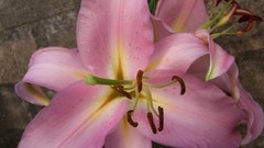 Macro Flowers Plants close-up