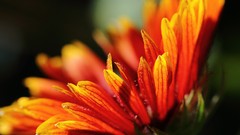 Macro Flowers Plants close-up