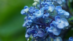 Macro Flowers Plants Hydrangeas blue flowers