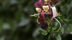 Macro Flowers Plants Orchids