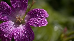 Macro Flowers Plants water drops