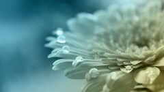 macro Flowers Plants water drops petals dew