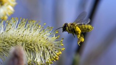 Macro Flowers pollen bees insects