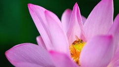 Macro Flowers pollen bees pink flowers