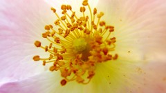 Macro Flowers pollen pink flower petals