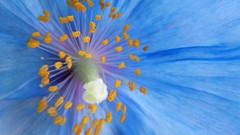 Macro Flowers pollen Poppies blue flowers