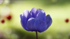 Macro Flowers Poppies