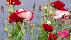 Macro Flowers Poppies